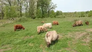 Clearing pasture with cattle