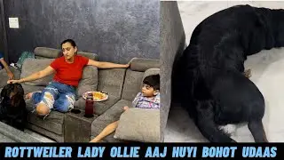 Rottweiler Lady Ollie Aaj Huyi Bohot Zyada Udaas 🥹🥹