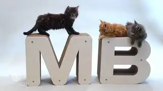 Griffoirs pour chat -lettres design-Homycat  - Truffaut