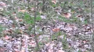 Black Morels