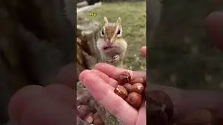 Life of Squirrels #squirrel #animals #shorts #information