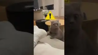 😭 Funny Cat Smells Rotten Feet #funnyshorts #funnycats #funnycatvideos #funnycat