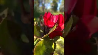 Red cyclamen in the forest                      Israel