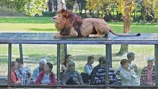 Discover the Wonders of Thoiry Zoo in France | France tamil