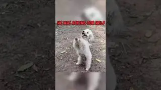 Dog's Desperate Plea Leads to Shocking Discovery #dog #animals #shorts