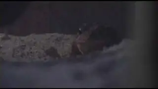 Killer TOAD