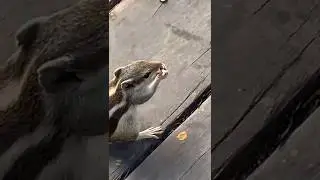 Munching Time🐿️🐿️🐿️🐿️