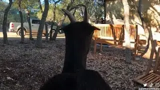 Maya's NEW goat cam captures some SICK parkour