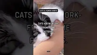 Cats know work-from-home patterns. Sound association.