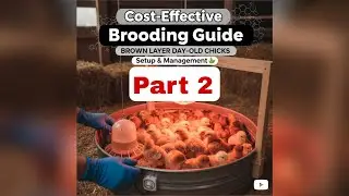 Part 2: Cost-Effective Brooding Preparation Progress: ISA Brown Layer Day-Old Chicks