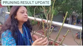 Rose🌹plant Prunning k 6 din k baad ka update// Care after pruning 