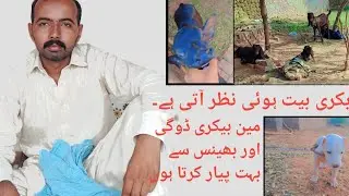 The goat looks fed | I love Man Bakery Doggy and Buffalo | Prosperity of my beloved village Vlogs 24