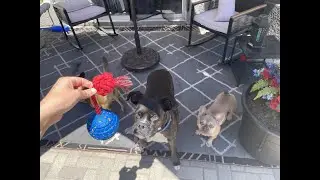 Interactive dog toy in action