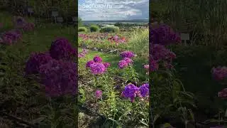Наши черенки  Далила, Кирхенфюрст и др