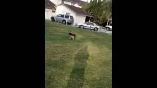 German pit shepard