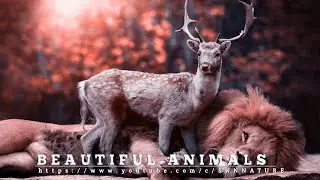 beautiful animals, beautiful animals in the world, beautiful animals video,snnnature