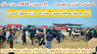Kushab Mandi Sargodha | Cows Fresh Rates And Updates | Top Class Cows For Sale | 27 January 2026
