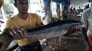 Fastest Cutting Speed |Tuna Fish Cutting Skills Sri Lanka Amitha#fish#tuna#fishcutting #tunacutting