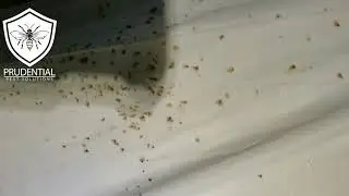Bed Bug Treatment Reading PA