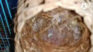 golden finch ka new coloni/ app golden finch se ek acha amount bana sahkte December 29, 2022