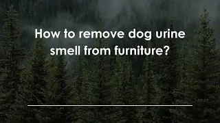 How to remove dog urine smell from furniture?