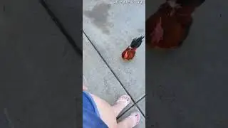 Pet Rooster Perches on Shoulder || ViralHog