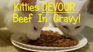 Little Kitties DEVOUR Beef Shreds In Gravy! Cats Love To Eat Meat! Good Way To Stay Hydrated & Full!