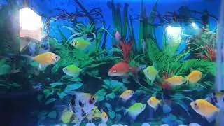 start new aquarium tank ..  Angle fish.. gold fish . whiteout co2.