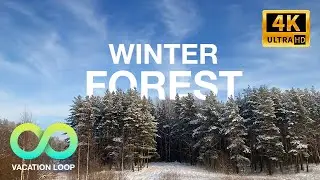 ASMR Cozy Nature Sounds in Snowy Winter Forest Walk during Sunrise [4k]