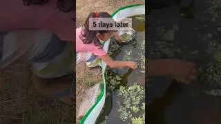 azolla bed setup #azolla #offgrid #renatasridhar #noprobleminindia