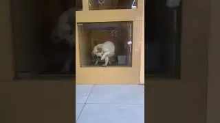 Dogs excited at the sight of delicious food