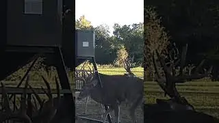 Sweetwater Plantation Buck Cam 395