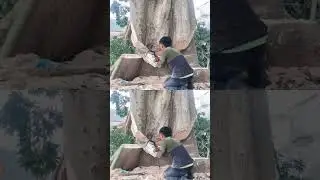 Process of Cutting Down a Giant Tree #shorts #chainsaw #chainsawman