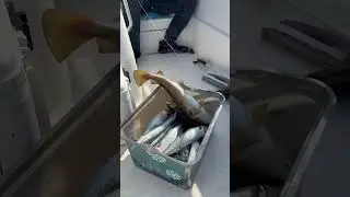 Fishing#mackerel#cod#shortvideo #bisayavlog #norway
