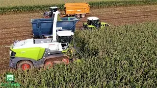 Claas Jaguar 990TT Forager. Maize 2021