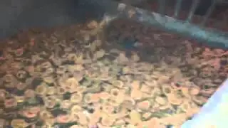 Surgelazione albicocche