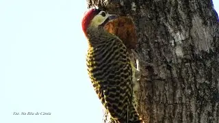 PICA-PAU-VERDE-BARRADO ninho (COLAPTES MELANOCHLOROS), GREEN-BARRED WOODPECKER, PICA-PAU-CARIJ&Oacute;.
