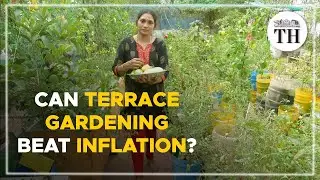 How are Chennai terrace gardeners beating inflation? | The Hindu
