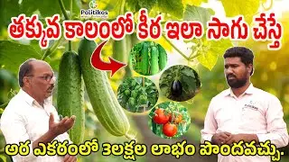 🤩 Within 45 Days Cucumber Farming :  గ్రీన్ హౌస్ లో ఇంగ్లీష్ కీర పంట | @PolitikosMedia