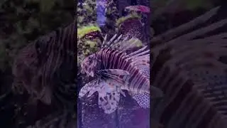 Germany Berlin Zoological Garden #aquarium #Germany #berlin #zoologicalgarden #zoo #lionfish