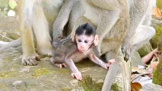 Update New Baby janet this day/ baby monkey janet strong