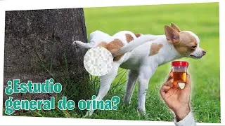Revisa la salud de tu perro con un estudio general de orina