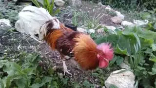 Lance the half phoenix cockerel just enjoying his walk.