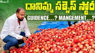 దానిమ్మ సక్సెస్ స్టోరీ | GUIDANCE | MANAGEMENT | POMEGRANATE FARMING TELUGU | CULTIVATION 