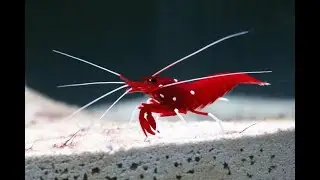 Breeding and raising Fire Shrimp
