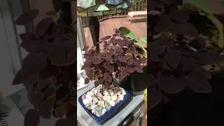 Fire fern: how to care for oxalis hedysaroides! #plants #houseplants #shorts #oxalis #gardening