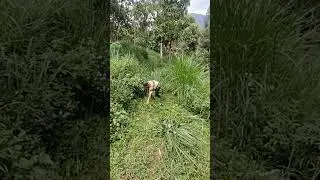 Grass feeding prep | Persiapan pakan rumput #rurallife #feedingprep #goatcare #farmwork #daily