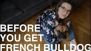 Our French Bulldog - 2 Years After