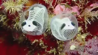 New fish species discovered in Japan