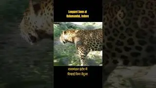 Leopard At Ralamandal Wildlife Sanctuary, Indore. #indore #indorenews #shorts #jungle #wildindia